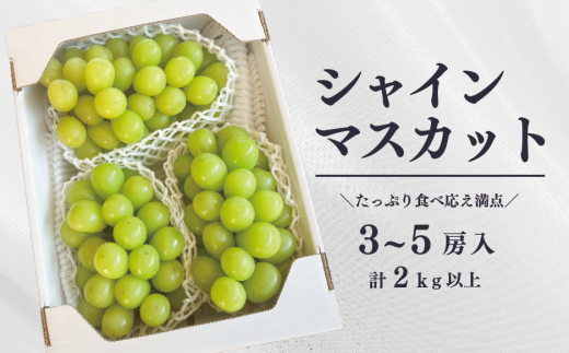 【2026年先行予約】シャインマスカットと紫苑の2回便(定期便) (岡山県産)【KF-T004-01】