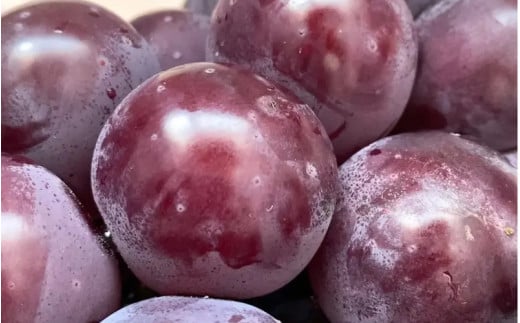 ã2026幎å
è¡äºçŽããèš³ããã 岡山㮠ãã¥ãŒããªãŒã 3æ¿ïœ4æ¿ (2kgååŸ åç²§ç®±å
¥) LinoïŒKai Farm ã¶ã©ã 岡山 çåºåž ããªãŒã èš³ããå æç© äººæ° ç£å°çŽé æ°ééå® ãlinokai014-01ã