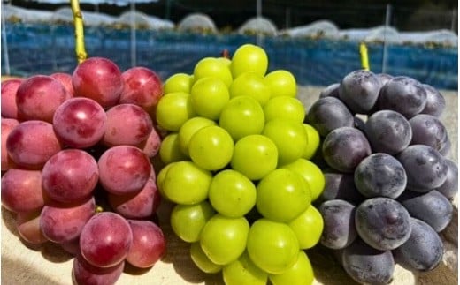 ã2026幎å
è¡äºçŽããçºéæåºå®å
š4åå®æäŸ¿ãïŒæïœ12æ 倧ç²ã¶ã©ãã®è©°ãåããå
š3åãnisfarm023-01ã