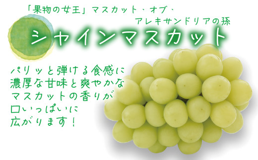 ã2026幎å
è¡äºçŽã岡山 è±ç¬ã¿èŸ²åã®ãã·ã£ã€ã³ãã¹ã«ããïŒãªãŒãã©ãã©ãã¯ã 1ãïŒ2æ¿ïŒ ãhana067-02ã