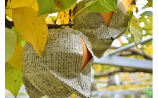 【きよとうファーム】あたご梨と山ぶどうのロゼワイン「季節のほほえみ」 (岡山県産)【KF-S002-02】