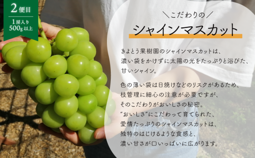 【2026年先行予約】ちょっとずつ食べたい！藤稔とシャインマスカットの１房お試し２回便！ (定期便)(岡山県産)【KF-T043-02】