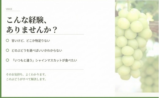 【2026年先行予約】 マスカサーティーン【シャイン一族の希少品種】 1㎏（2房または3房） 高級 シャインマスカット よしだ葡萄園 朝どれ直送【10月上旬～10月下旬頃に順次発送】/ ぶどう シャインマスカット 果物フルーツ 贈答品 贈り物 岡山県 真庭市【ysdb004】