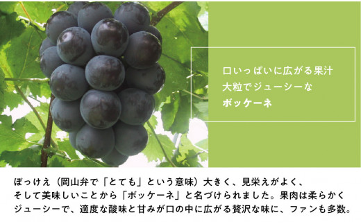 ã2026幎å
è¡äºçŽãè¡è1æ¿ã詊ãïŒå䟿ïŒããã±ãŒãã»ããªãŒãã»ã·ã£ã€ã³ãã¹ã«ããã»çŽ«èïŒ(å®æäŸ¿) (岡山çç£)ãKF-T003-01ã