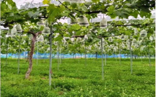 白ワイン サングリエ・ブラン（ゲビュルツトラミネール） 360ml×2本（化粧箱入） ワイン お酒 洋酒 ぶどう 岡山県 真庭市 村松葡萄園  【mmbb001-01】