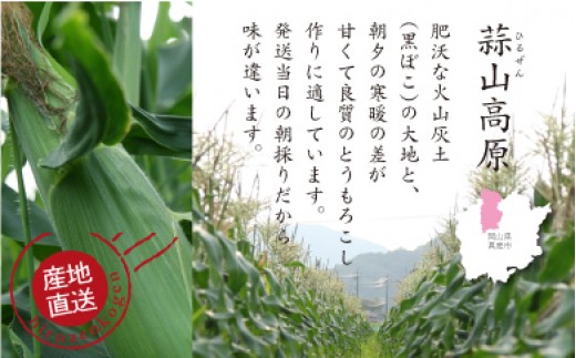 蒜山高原 とうもろこし イエロー10本 / 数量限定 人気 朝採り 新鮮 スイートコーン トウモロコシ 高糖度 甘い 夏野菜 岡山県 真庭市 産地直送 ギフト 【配送不可地域：北海道／沖縄県／離島】【jujy001-02】