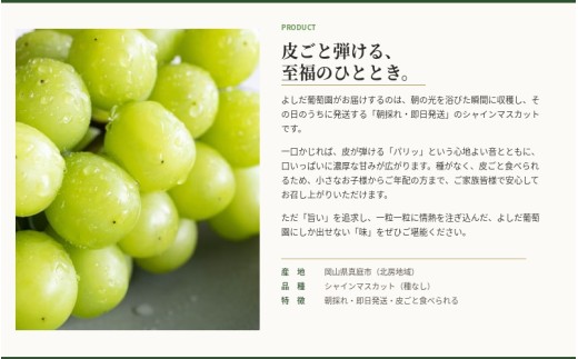 【2026年先行予約】 糖度18度以上！朝採れシャインマスカット 1.5kg (3房または4房) ぶどうの概念が変わる よしだ葡萄園の極上品【10月上旬～10月下旬頃に順次発送】 / ぶどう シャインマスカット 果物フルーツ 贈答品 贈り物 岡山県 真庭市【ysdb002】