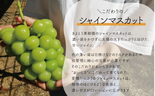 【2026年先行予約】食べ切サイズ シャインマスカット 中２房/計1.0kg~ (岡山県産) 【KF-B078-03】