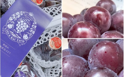 ã2026幎å
è¡äºçŽããèš³ããã 岡山㮠ãã¥ãŒããªãŒã 3æ¿ïœ4æ¿ (2kgååŸ åç²§ç®±å
¥) LinoïŒKai Farm ã¶ã©ã 岡山 çåºåž ããªãŒã èš³ããå æç© äººæ° ç£å°çŽé æ°ééå® ãlinokai014-01ã