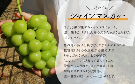 【2026年先行予約】岡山のシャインマスカットを楽しむ満足３回便！特大２房×3回/全便計3.9kg~ (定期便)(岡山県産)【KF-T045-02】