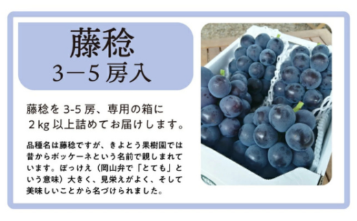 【2026年先行予約】大粒で食べ応え満点！ 藤稔の上級品 3～5房入 計2.0kg～ (岡山県産)  / ふじみのり 藤みのり ぶどう ブドウ 葡萄 先行予約 フルーツ 果物 真庭市 フルーツ王国 きよとう果樹園【KF-B002-02】