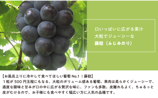 【2026年先行予約】大粒の藤稔 特大２房 / 計1.3kg～ (岡山県産) / ふじみのり 藤みのり ぶどう ブドウ 葡萄 先行予約 フルーツ 果物 真庭市 フルーツ王国 きよとう果樹園【KF-B056-03】