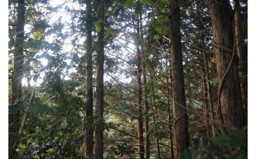 【 マツリカサボン 】 オーガニック石けん （ひのきベルガモット） 75g 1個 ご自宅用 / オーガニック 生せっけん 自然素材 石鹸 岡山 真庭 蒜山 肌にやさしい こだわり 手作り 無添加 洗顔 MATSURIKA SAVON 【savon020-01】