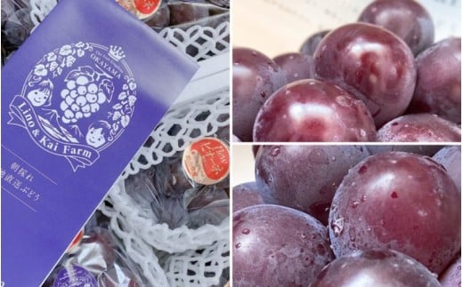 縲2026蟷エ蜈郁。御コ育エ縲 縲千イ偵き繝繝医ヰ繝ゥ蜩√ LinoシKai Farm縺ョ 繝斐が繝シ繝(2kg遞句コヲシ / 縺カ縺ゥ縺 蟯。螻ア 逵溷コュ蟶 繝斐が繝シ繝 鬮倡エ 螟ァ邊 譫懃黄 縺碑ェ螳逕ィ 險ウ縺ゅj 逕」蝨ー逶エ騾 蝗ス逕」 謨ー驥城剞螳 遞ョ縺ェ縺 縲人inokai015-01縲