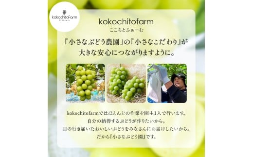 【2026年先行予約】 ここちとふぁーむ 【ご自宅用】 岡山県産 シャインマスカット 2～3房 1kg以上 【koko002-02】