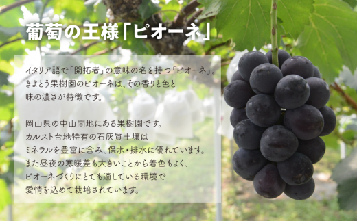 【2026年先行予約】ピオーネとシャインマスカットのずっしり特大2房が届く2回便！ (定期便)(岡山県産)【KF-T040-03】