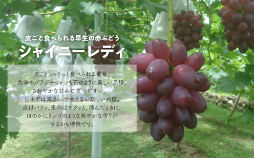 【2026年先行予約】赤色ぶどう シャイニーレディ厳選品１房/房700ｇ以上 (岡山県産) 【KF-B081-03】