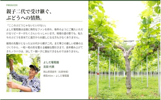 【2026年先行予約】 糖度18度以上！朝採れシャインマスカット 1.5kg (3房または4房) ぶどうの概念が変わる よしだ葡萄園の極上品【10月上旬～10月下旬頃に順次発送】 / ぶどう シャインマスカット 果物フルーツ 贈答品 贈り物 岡山県 真庭市【ysdb002】