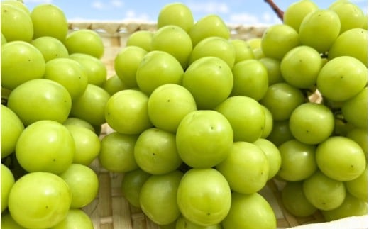 ã2026幎å
è¡äºçŽããçºéæåºå®å
š4åå®æäŸ¿ãïŒæïœ12æ 倧ç²ã¶ã©ãã®è©°ãåããå
š3åãnisfarm023-01ã