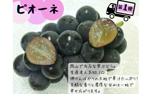 【産地直送】※2026年の予約です！※ 岡山 シャインマスカット 入り定番品種 定期便 3回コース【2026年9月下旬～発送予定】離島発送不可 / 数量限定 葡萄 ぶどう ブドウ 果物 マスカット ピオーネ 瀬戸ジャイアンツ 新鮮 当日出荷 林ファミリー 真庭市【hfbd-tkb017-02】