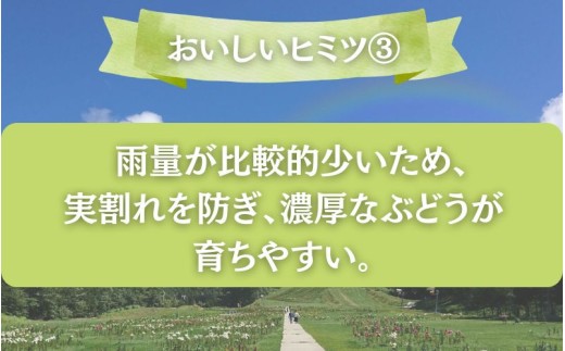 ã2026幎å
è¡äºçŽãããå®¶åºçšãã·ã£ã€ã³ãã¹ã«ããïŒããŸãã(玫è or ããªãŒã or ãªãŒãã©ãã©ãã¯) 2kg以äž2çš®ä»¥äž ãfsfm008-01ã