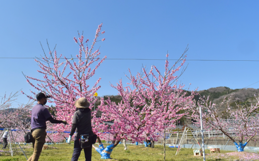 【2026年先行予約】西王母（上級品）4-6玉入 (岡山県産) 【KF-A011-02】