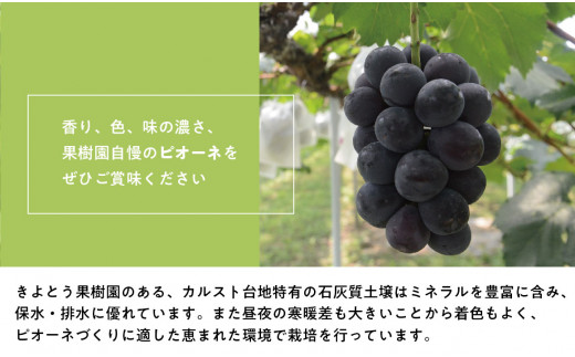 ã2026幎å
è¡äºçŽãè¡è1æ¿ã詊ãïŒå䟿ïŒããã±ãŒãã»ããªãŒãã»ã·ã£ã€ã³ãã¹ã«ããã»çŽ«èïŒ(å®æäŸ¿) (岡山çç£)ãKF-T003-01ã