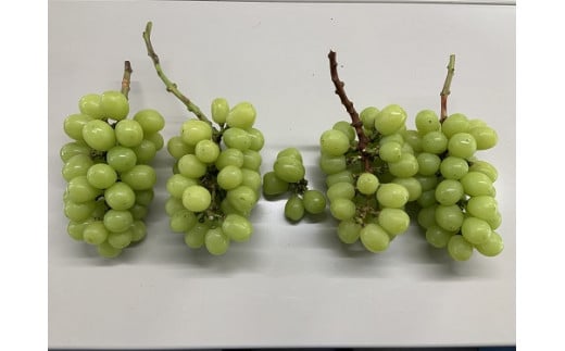 【2026年先行予約】【訳あり】 NISSHOKU FARM ご家庭用シャインマスカット 約1.0㎏（1～3房） / 甘い 岡山 訳アリ わけあり ぶどう ブドウ 葡萄 シャインマスカット 先行予約 フルーツ 果物 特選 真庭市 フルーツ王国【nisfarm019-01】