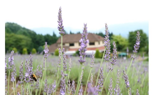 【 マツリカサボン 】 オーガニック石けん （ラベンダー） 75g 1個 ご自宅用 / オーガニック 生せっけん 自然素材 石鹸 岡山 真庭 蒜山 肌にやさしい こだわり 手作り 無添加 洗顔 MATSURIKA SAVON 【savon017-01】