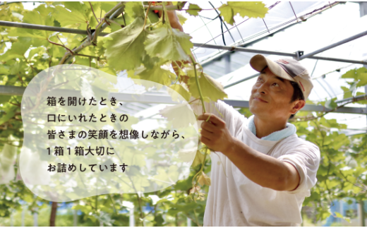 【2026年先行予約】大粒の藤稔 特大２房 / 計1.3kg～ (岡山県産) / ふじみのり 藤みのり ぶどう ブドウ 葡萄 先行予約 フルーツ 果物 真庭市 フルーツ王国 きよとう果樹園【KF-B056-03】