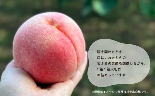【特選品】旬採り桃(品種おまかせ) 5-7玉 (岡山県産) / もも 桃 モモ 先行予約 フルーツ 果物 真庭市 フルーツ王国 きよとう果樹園 岡山 【KF-A001-02】