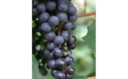 【 マツリカサボン 】 オーガニック石けん （ヤマブドウ） 75g 1個 ご自宅用 / オーガニック 生せっけん 自然素材 石鹸 岡山 真庭 蒜山 肌にやさしい こだわり 手作り 無添加 洗顔 MATSURIKA SAVON 【savon019-01】