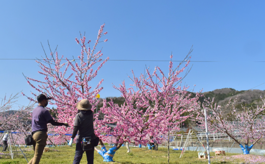 【2026年先行予約】甘い桃「なつおとめ」上級品 5~7玉入 (岡山県産) 【KF-A017-01】