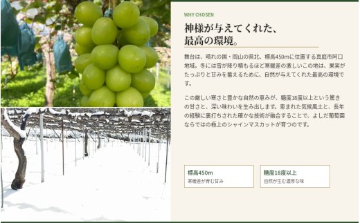 シャインマスカット【2026年先行予約】糖度18度以上 朝採れ 1kg (2房または3房) ぶどうの概念が変わる よしだ葡萄園の極上品【10月上旬～10月下旬頃に順次発送】 / ぶどう シャインマスカット 果物 フルーツ 大粒 贈答品 贈り物 岡山県 真庭市【ysdb001】