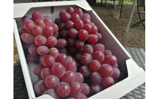 【2026年先行予約】シャインマスカットと紫苑の2回便(定期便) (岡山県産)【KF-T004-01】