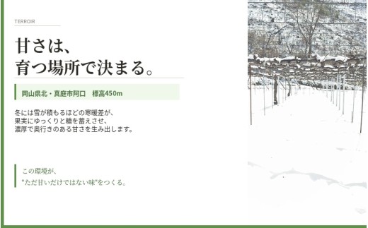 【2026年先行予約】 マスカサーティーン【シャイン一族の希少品種】 1㎏（2房または3房） 高級 シャインマスカット よしだ葡萄園 朝どれ直送【10月上旬～10月下旬頃に順次発送】/ ぶどう シャインマスカット 果物フルーツ 贈答品 贈り物 岡山県 真庭市【ysdb004】