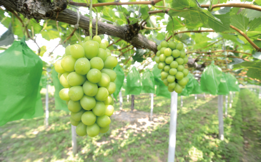 【2026年先行予約】岡山のシャインマスカットを楽しむ満足2回便！特大２房×２回/全便計2.6kg~ (定期便)(岡山県産)【KF-T044-03】