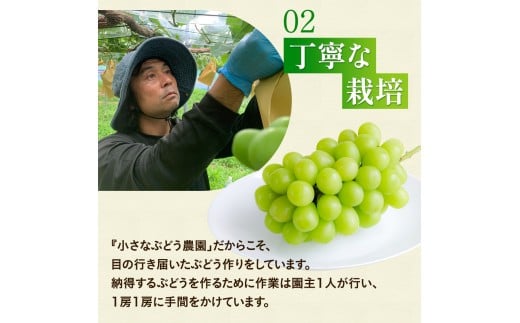 【2026年先行予約】 ここちとふぁーむ 【ご自宅用】 岡山県産 シャインマスカット 2～3房 1kg以上 【koko002-02】