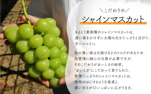 ã2026幎å
è¡äºçŽãéããè³ªïŒæ¡5-7çãšããªãŒãïŒã·ã£ã€ã³ãã¹ã«ãã3-5æ¿ã®äžçŽåãå±ãïŒå䟿 (å®æäŸ¿)(岡山çç£)ãKF-T029-02ã