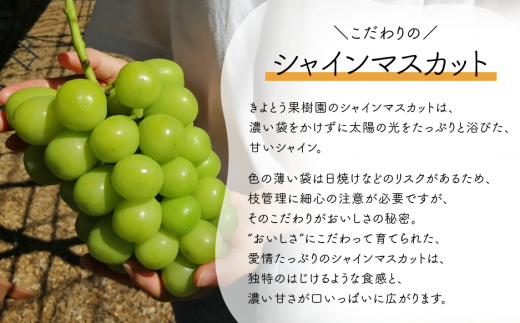 【2026年先行予約】旬採り桃とピオーネ、シャインマスカットが届く3回便！(定期便) (岡山県産)【KF-T001-02】
