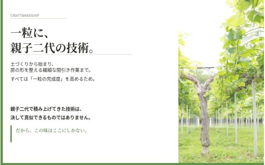 【2026年先行予約】 マスカサーティーン【シャイン一族の希少品種】 1㎏（2房または3房） 高級 シャインマスカット よしだ葡萄園 朝どれ直送【10月上旬～10月下旬頃に順次発送】/ ぶどう シャインマスカット 果物フルーツ 贈答品 贈り物 岡山県 真庭市【ysdb004】