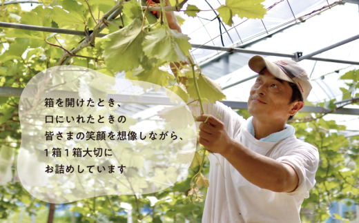 【2026年先行予約】岡山のシャインマスカットを楽しむ満足2回便！特大２房×２回/全便計2.6kg~ (定期便)(岡山県産)【KF-T044-03】