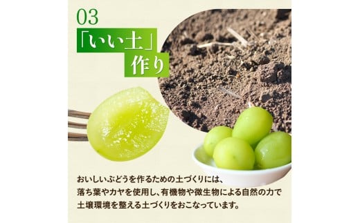 【2026年先行予約】 ここちとふぁーむ 【ご自宅用】 岡山県産 シャインマスカット 2～3房 1kg以上 【koko002-02】