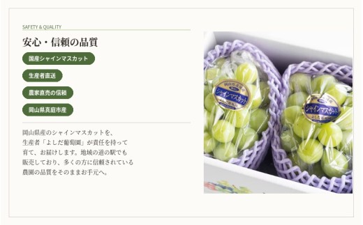 【2026年先行予約】 糖度18度以上！朝採れシャインマスカット 1.5kg (3房または4房) ぶどうの概念が変わる よしだ葡萄園の極上品【10月上旬～10月下旬頃に順次発送】 / ぶどう シャインマスカット 果物フルーツ 贈答品 贈り物 岡山県 真庭市【ysdb002】
