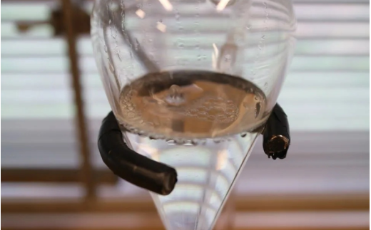 【 マツリカサボン 】 モリンガ ビューティセラム クロモジの香り / モリンガ 美容オイル セラム こだわり スキンケア 手作り 岡山県 真庭市 国産 クロモジ 【savon015-01】