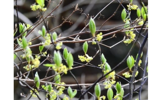 ã ãããªã«ãµãã³ ã ã¢ãªã³ã¬ ãã¥ãŒãã£ã»ã©ã ã¯ãã¢ãžã®éŠã / ã¢ãªã³ã¬ çŸå®¹ãªã€ã« ã»ã©ã ãã ãã ã¹ãã³ã±ã¢ æäœã 岡山ç çåºåž åœç£ ã¯ãã¢ãž ãsavon015-01ã