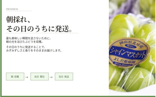 【2026年先行予約】 マスカサーティーン【シャイン一族の希少品種】 2㎏（4房または5房） 高級 シャインマスカット よしだ葡萄園 朝どれ直送【10月上旬～10月下旬頃に順次発送】/ ぶどう シャインマスカット 果物フルーツ 贈答品 贈り物 岡山県 真庭市【ysdb006】