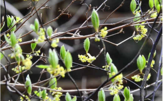 【 マツリカサボン 】 モリンガ ビューティセラム クロモジの香り / モリンガ 美容オイル セラム こだわり スキンケア 手作り 岡山県 真庭市 国産 クロモジ 【savon015-01】