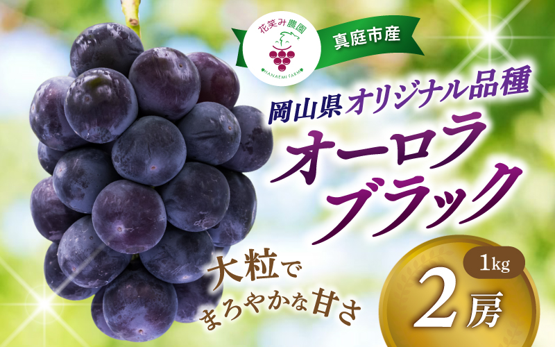岡山県産ぶどう 【2026年先行予約】 オーロラブラック 1kg(2房)  | オーロラブラック 国産 ブドウ 花笑み農園 お取り寄せ 産地直送 2026年9月上旬～ 受付順に発送予定 種なし ぶどう 葡萄 果物 数量限定 期間限定 岡山 真庭市 【hana030-02】