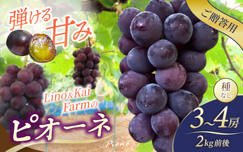 2026年先行予約【ご贈答用】 ニューピオーネ 3房～４房入り （2kg前後 化粧箱入） Lino＆Kai Farm  ぶどう 岡山 真庭市 ピオーネ ギフト 【linokai006-02】